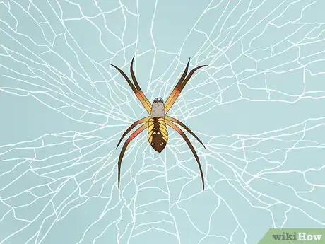 Imagen titulada Identify a Nursery Web Spider Step 8