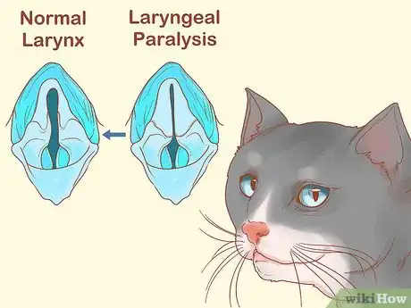 Imagen titulada Treat Hoarseness in Cats Step 7