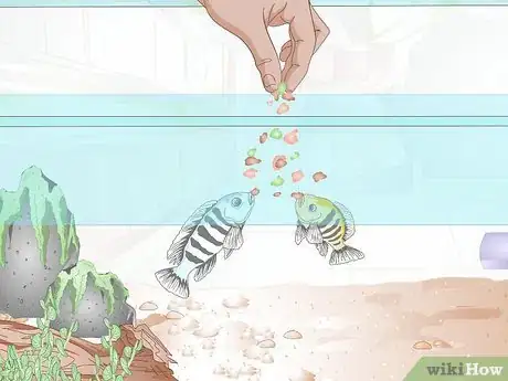 Imagen titulada Breed Malawi Cichlids Step 6