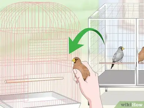 Imagen titulada Bond with Pet Finches Step 10
