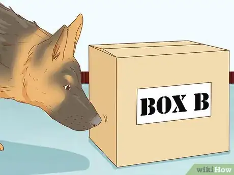 Imagen titulada Identify a German Shepherd Step 13