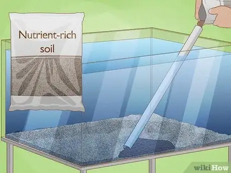 Imagen titulada Plant an Amazon Sword Plant Step 4