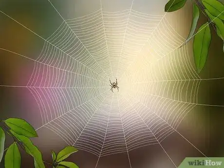 Imagen titulada Identify a Barn Spider Step 6