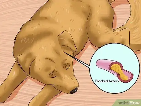 Imagen titulada Recognize a Stroke in Dogs Step 10