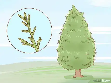 Imagen titulada Identify Cedar Trees Step 14