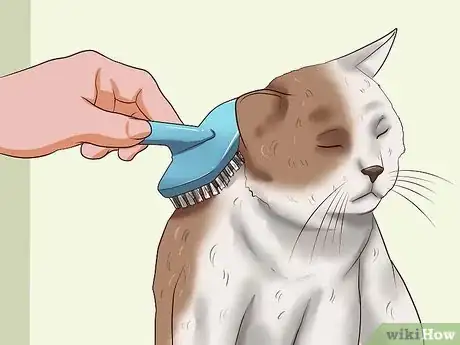 Imagen titulada Clean Your Cat When He Can't Do It Himself Step 11