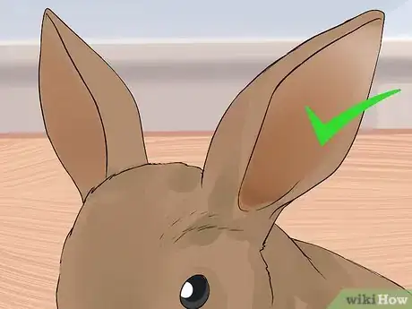 Imagen titulada Clean Your Rabbit's Ears Step 10