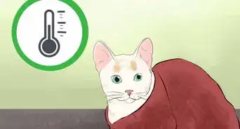 determinar si tu gato está muerto