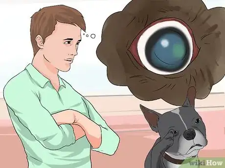 Imagen titulada Treat Eye Problems in Boston Terriers Step 6