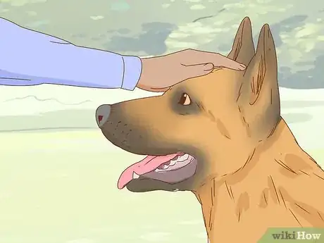 Imagen titulada Identify a German Shepherd Step 11