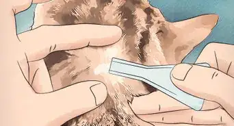bañar a un gatito para quitarle las pulgas