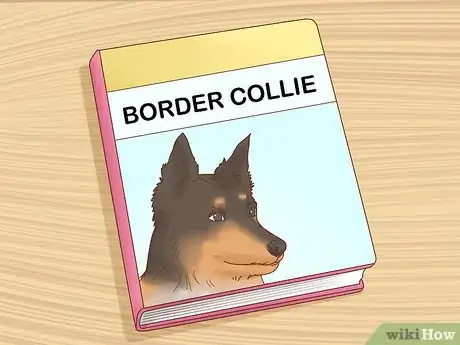Imagen titulada Care for a Border Collie Step 10