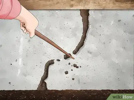 Imagen titulada Identify Termite Larvae Step 7