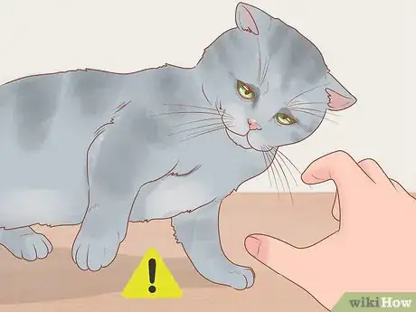 Imagen titulada Reduce Stress in Cats Step 14