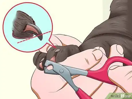Imagen titulada Clean Your Cat When He Can't Do It Himself Step 25