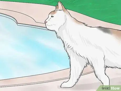 Imagen titulada Identify a Turkish Van Step 9