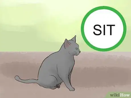 Imagen titulada Identify a Korat Cat Step 11