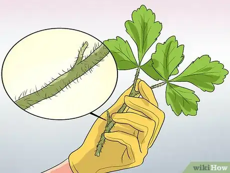 Imagen titulada Identify Poison Oak Step 5
