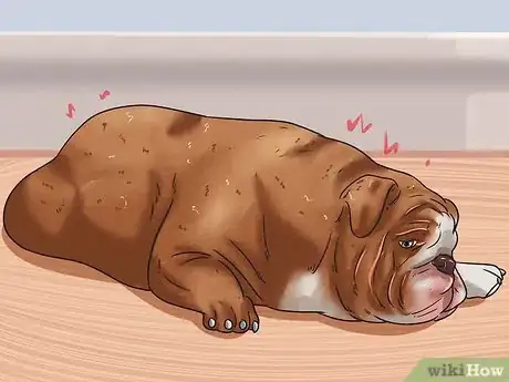 Imagen titulada Calculate Dog Years Step 5