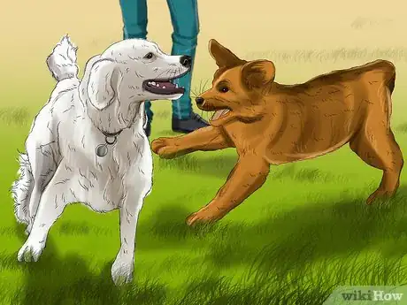 Imagen titulada Introduce a Puppy to a Dog Step 18
