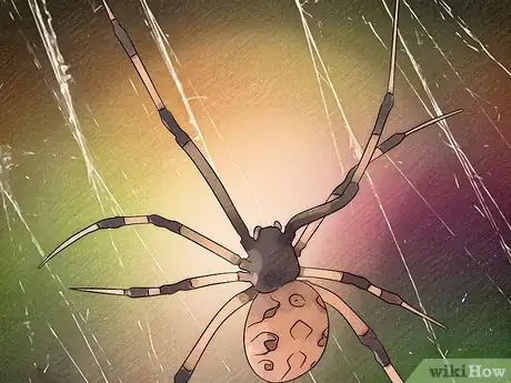 Imagen titulada Identify a Brown Widow Spider Step 6