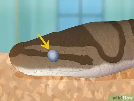 Imagen titulada Care for a Shedding Snake Step 1