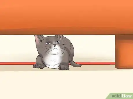 Imagen titulada Care for a Stray Kitten Step 18