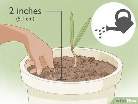 Imagen titulada Plant Date Seeds Step 16