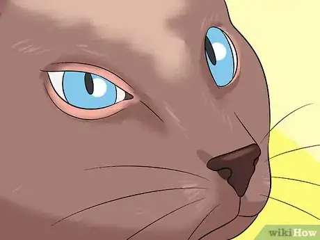 Imagen titulada Diagnose Eyelid Conditions in Cats Step 5