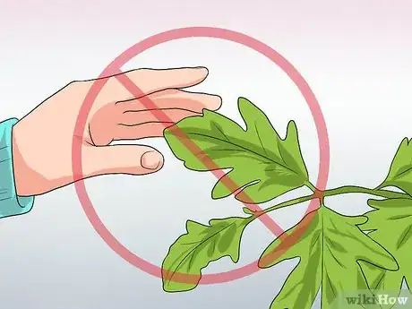 Imagen titulada Identify Poison Oak Step 2