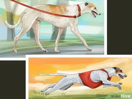 Imagen titulada Care for an Italian Greyhound Step 2