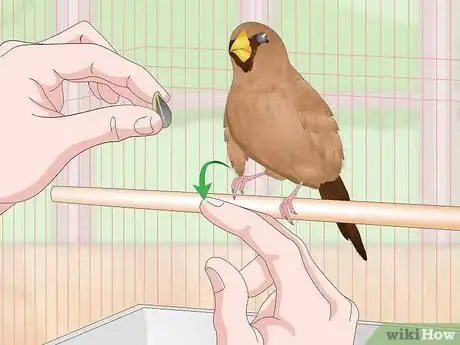 Imagen titulada Bond with Pet Finches Step 15