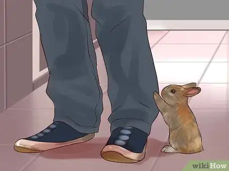 Imagen titulada Play With Your Rabbit Step 9