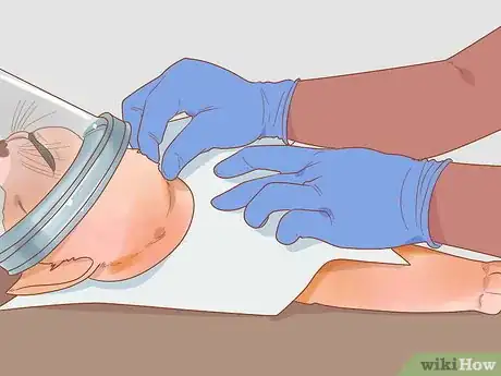 Imagen titulada Treat Hoarseness in Cats Step 4