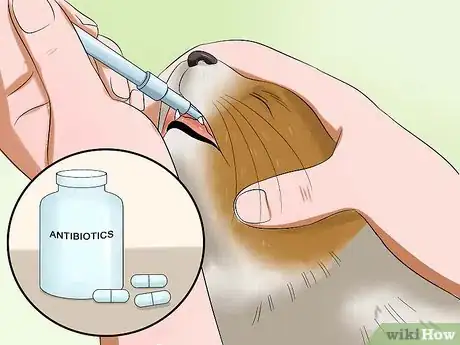 Imagen titulada Stop a Cat from Pulling Its Hair Out Step 6