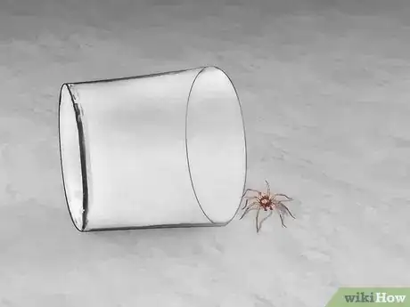 Imagen titulada Get Spiders Out of Your House Without Killing Them Step 10