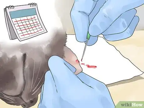 Imagen titulada Diagnose and Treat Blood Blisters in Cats Step 9