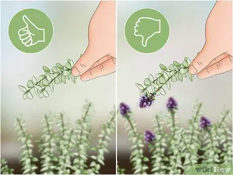 Imagen titulada Prune Thyme Step 5