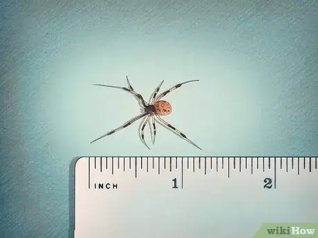Imagen titulada Identify a Brown Widow Spider Step 4