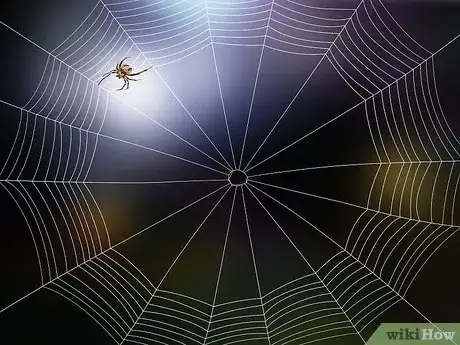 Imagen titulada Identify a Barn Spider Step 7