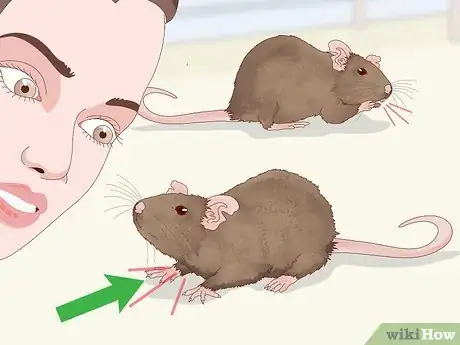 Imagen titulada Spot Signs of Illness in Rats Step 7