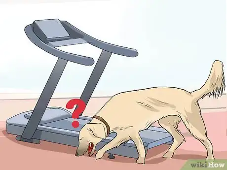 Imagen titulada Get a Dog to Use a Treadmill Step 2