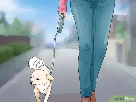 Imagen titulada Care for Your Chihuahua Step 13