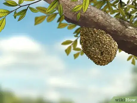 Imagen titulada Get Rid of a Beehive Step 1