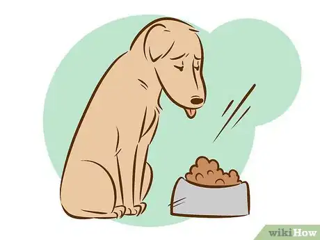 Imagen titulada Recognize a Dying Dog Step 7