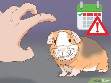 Imagen titulada Help Your Guinea Pig Adjust to You Step 1