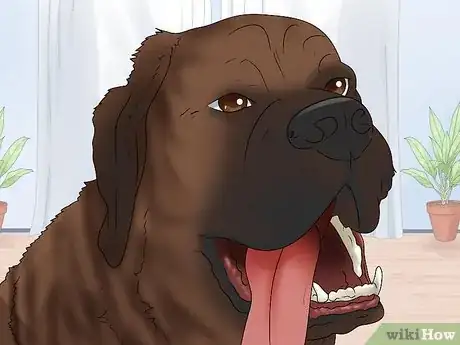 Imagen titulada Identify a Mastiff Step 9