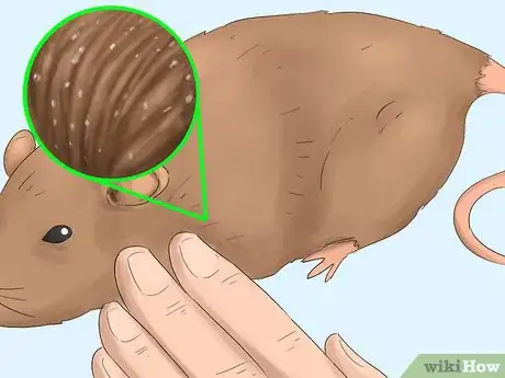 Imagen titulada Get Rid of Tropical Rat Mites on Pet Rats Step 1Bullet2