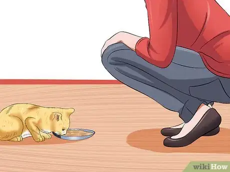 Imagen titulada Care for a Stray Kitten Step 19