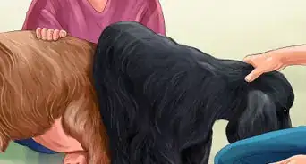saber si tu perra está lista para reproducirse